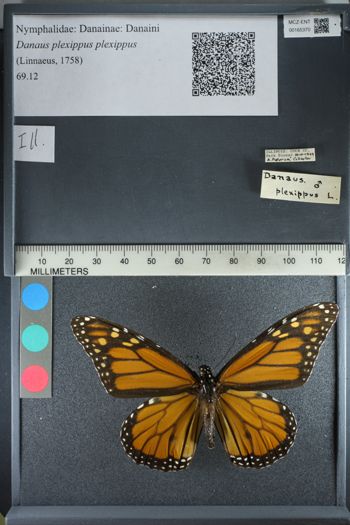 Media type: image;   Entomology 165370
